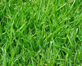 Bahia lawn close-up