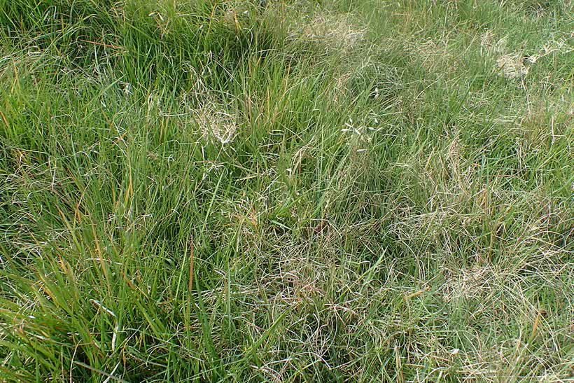 Buffalo Grass close-up
