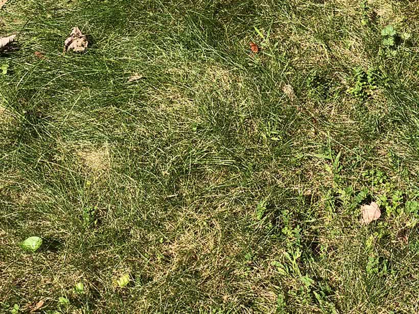 Fine Fescue close-up