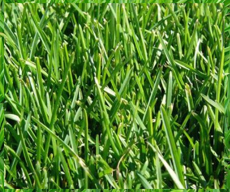 Kentucky Bluegrass close-up