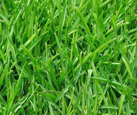 Perennial Ryegrass lawn close-up