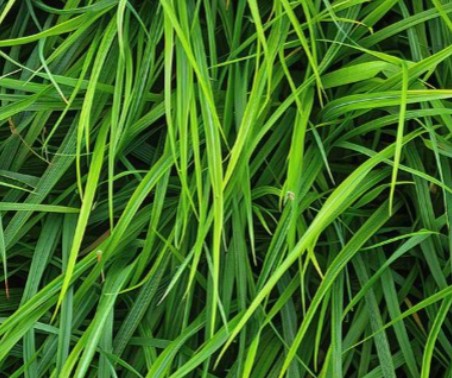 Tall Fescue close-up