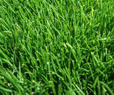 Zoysia close-up
