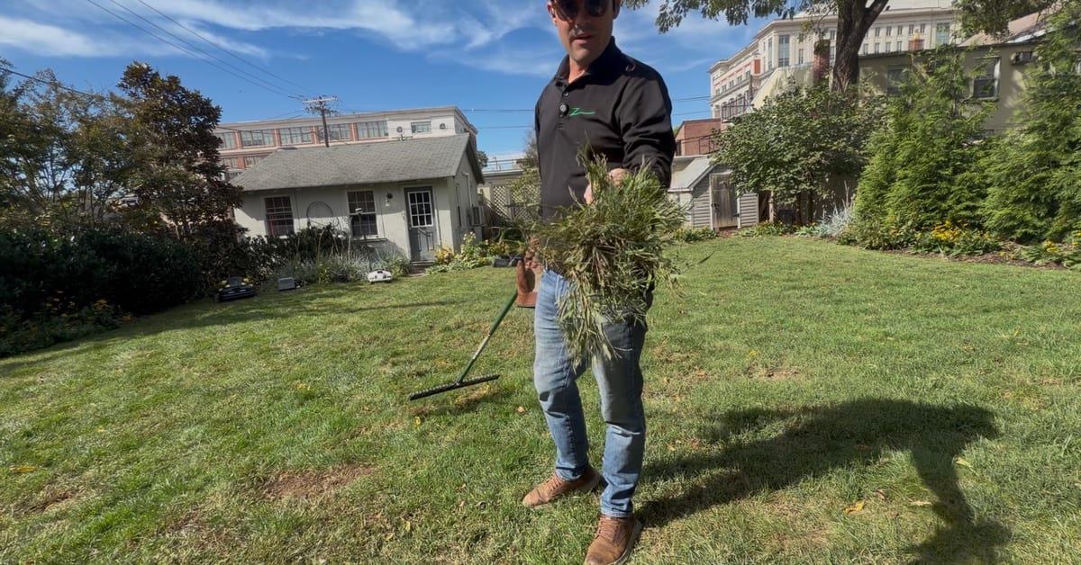 A handful of dead thatch raked out of a lawn