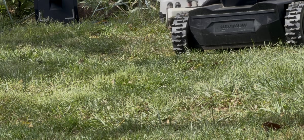A robot mower's tracks on a dethatched lawn, close up