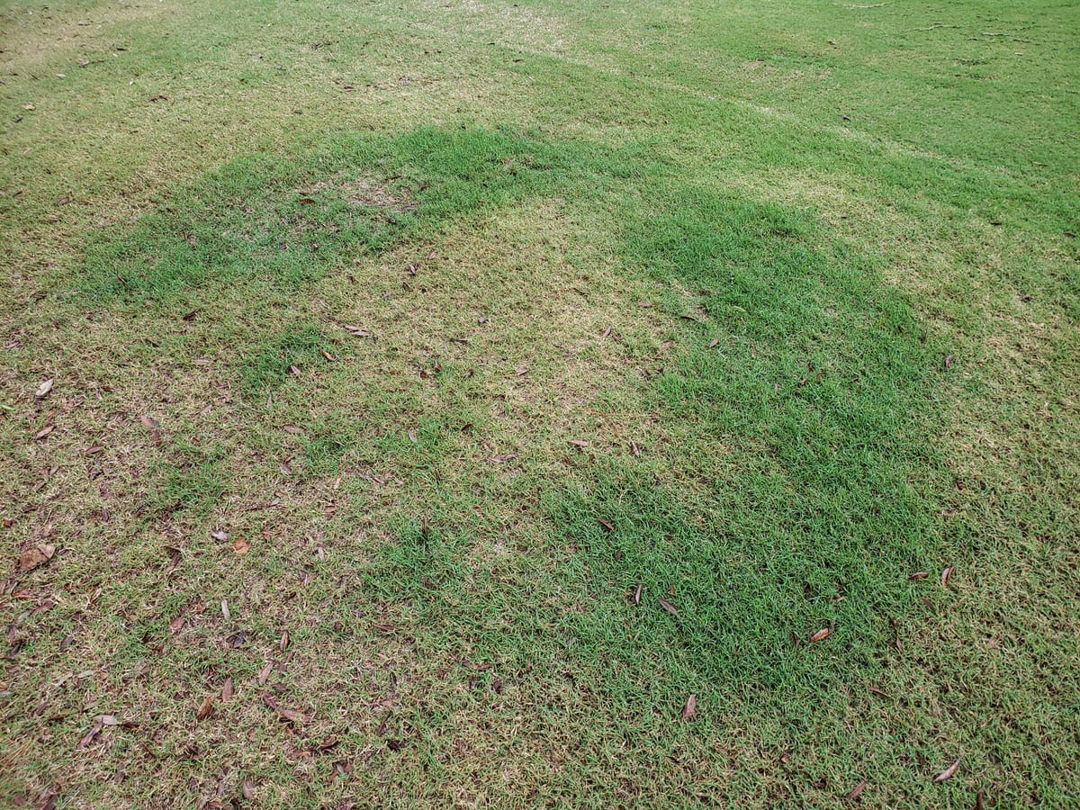 Dark green arcs of a fairy ring on a lawn