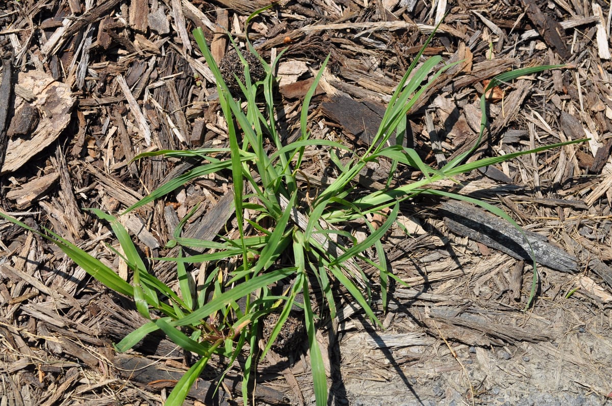 A crabgrass plant sprawling flat over mulch