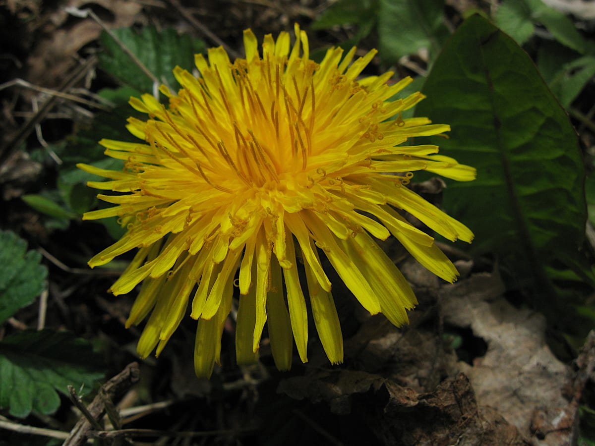 A dandelion in flower at the edge of a lawn