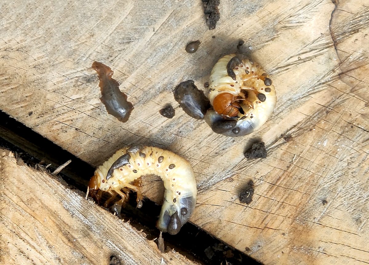 Two white C-shaped grubs
