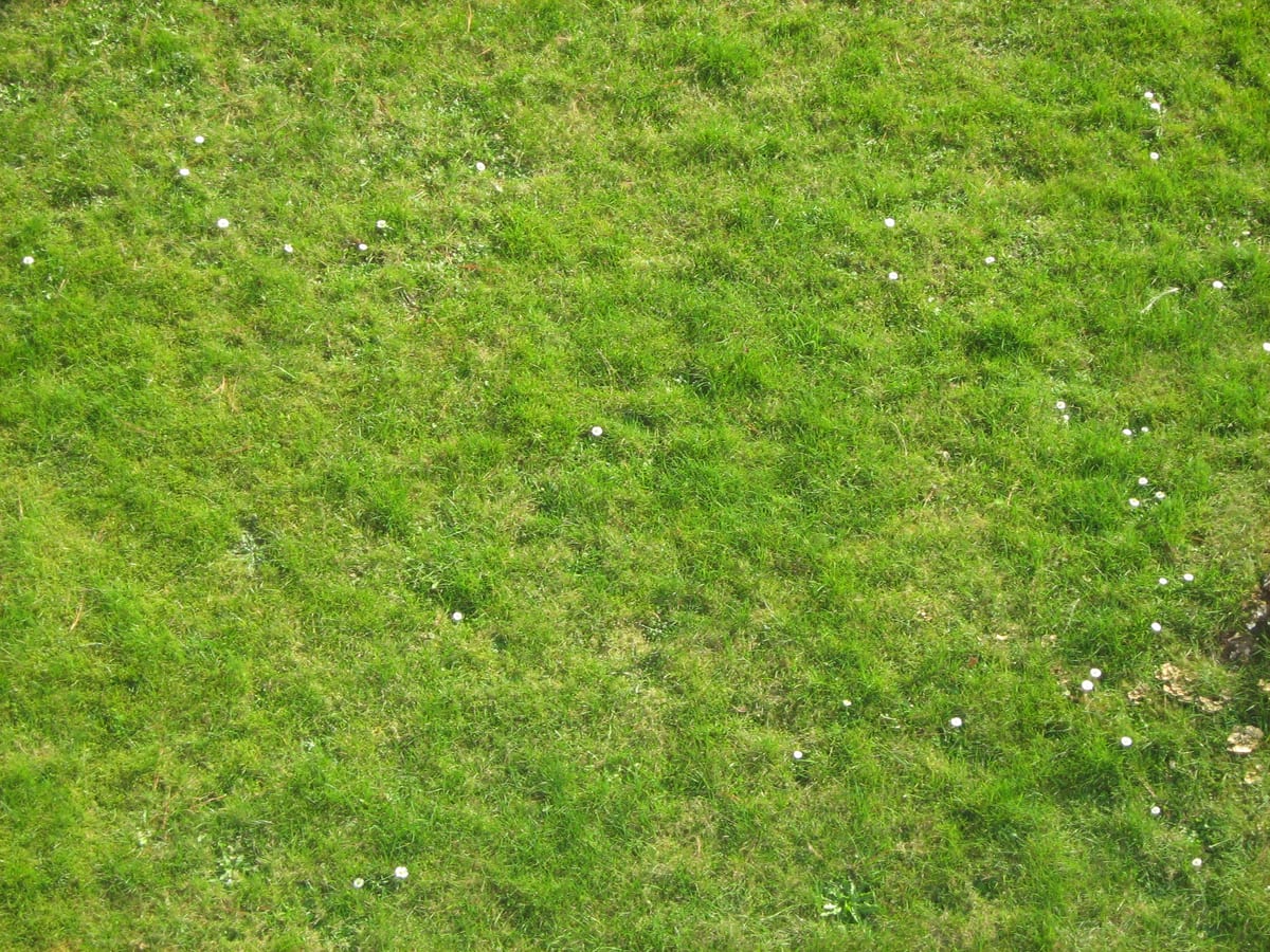 A lawn half taken over by moss in the shade