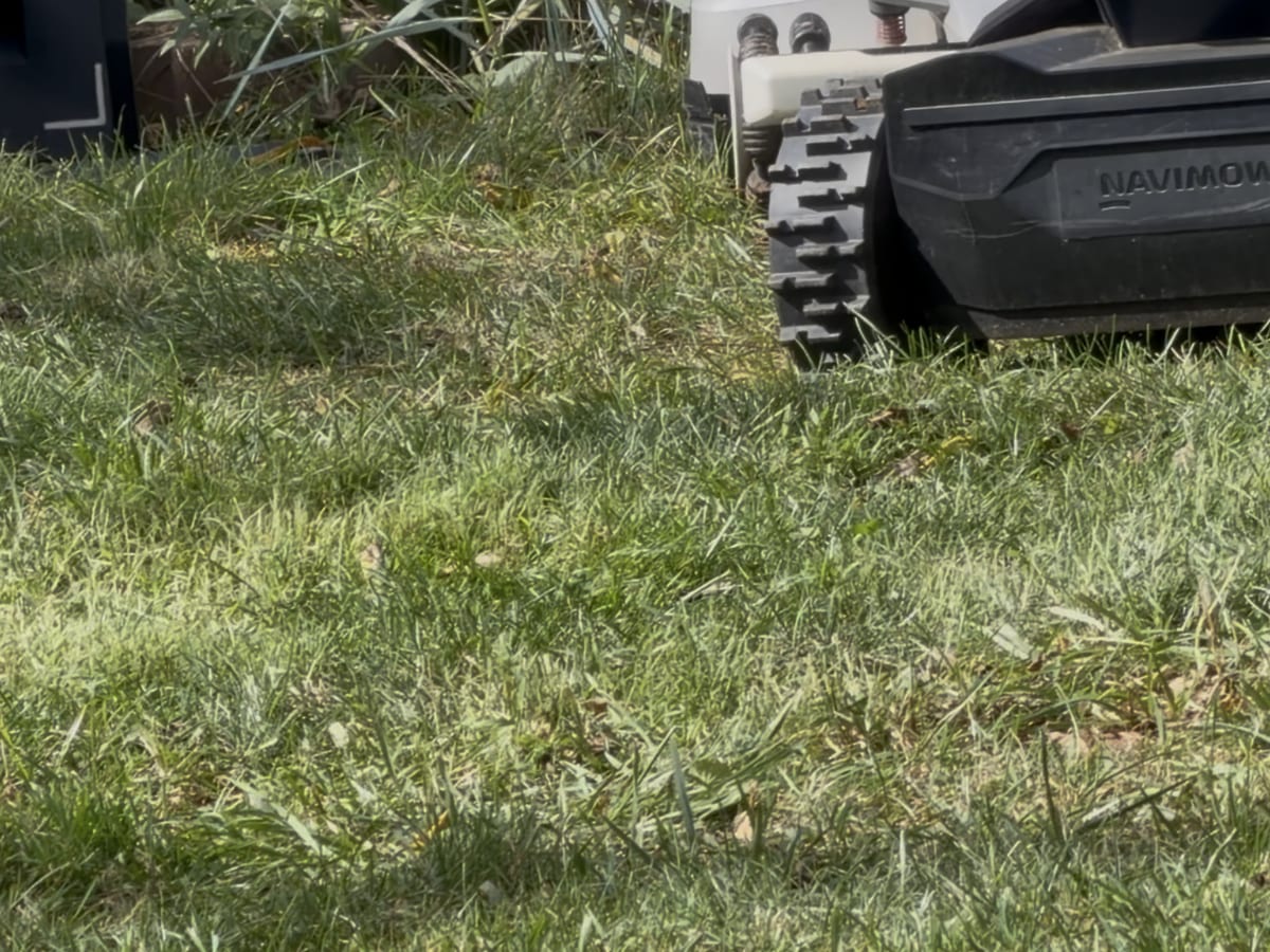 a spongy, bouncy feel underfoot; water pooling after rain; the mower sinking in