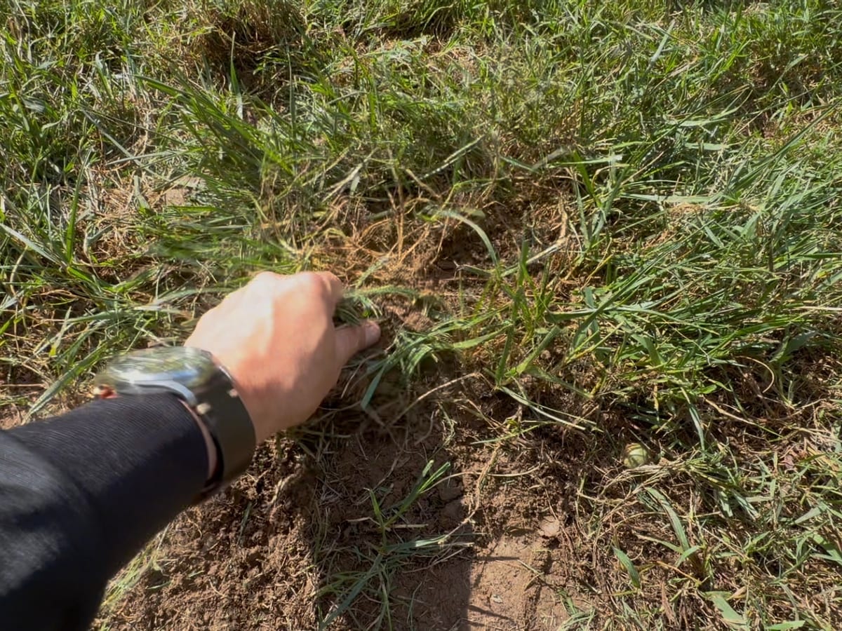 soil visible between plants; spots that never fill in on their own