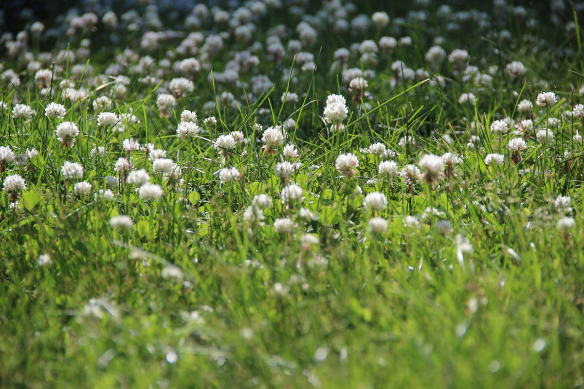 rosettes, three-leaf clover, yellow flowers going to seed