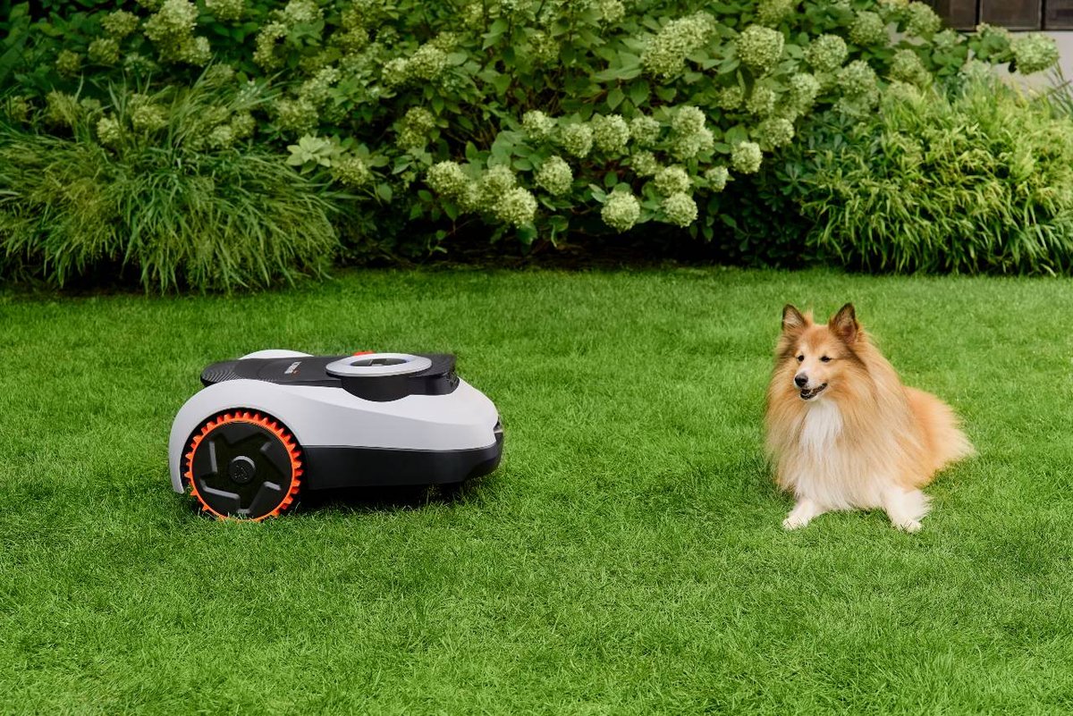 A Sheltie relaxing on the lawn a few feet from a working robot mower